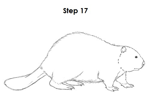 Beaver 17 Draw Beaver 17