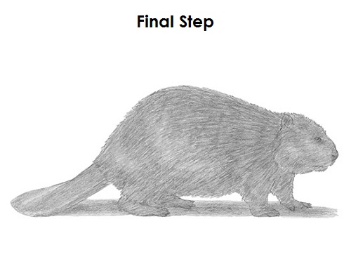 How to Draw a Beaver Draw a Beaver