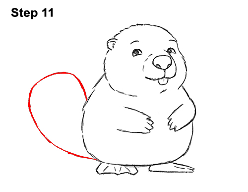 Draw
a Cartoon Beaver 11 How to Draw Cute Cartoon Beaver 11