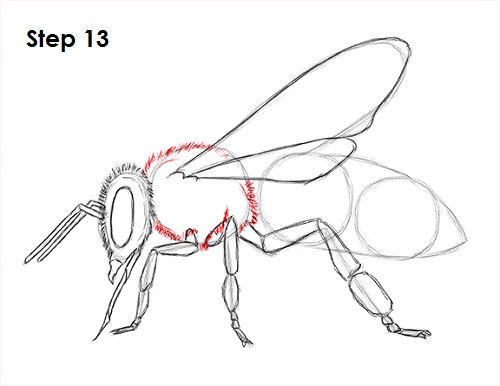 Draw Bee 13