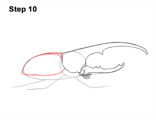 Draw a Rhinoceros Hercules Beetle Insect 10 How to Draw a Hercules Rhino Beetle Bug 10