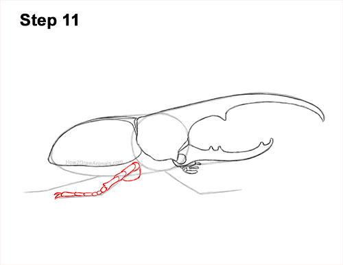 Draw a Rhinoceros Hercules Beetle Insect 11 How to Draw a Hercules Rhino Beetle Bug 11