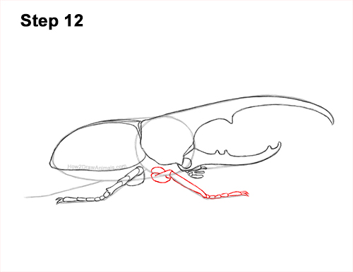 Draw a Rhinoceros Hercules Beetle Insect 12 How to Draw a Hercules Rhino Beetle Bug 12