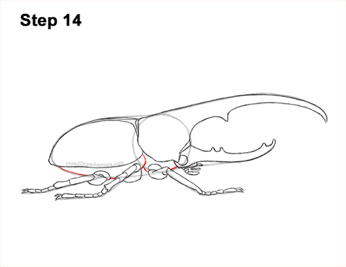 Draw a Rhinoceros Hercules Beetle Insect 14 How to Draw a Hercules Rhino Beetle Bug 14