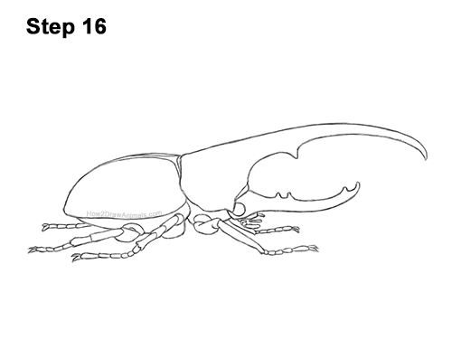 Draw a Rhinoceros Hercules Beetle Insect 16 How to Draw a Hercules Rhino Beetle Bug 16