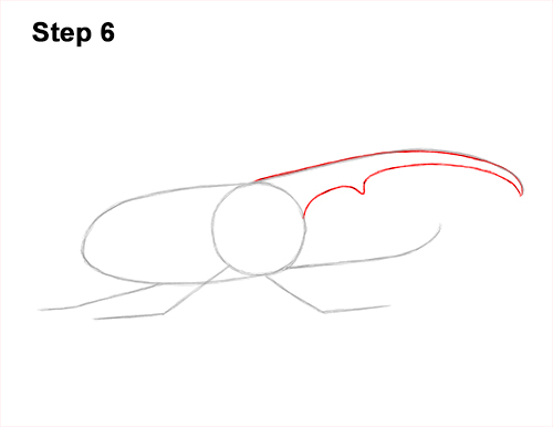 Draw a Rhinoceros Hercules Beetle Insect 6 How to Draw a Hercules Rhino Beetle Bug 6