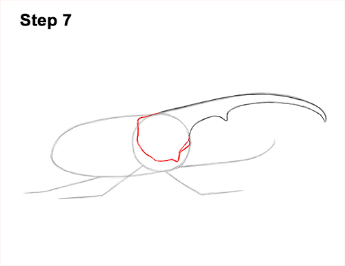 Draw a Rhinoceros Hercules Beetle Insect 7 How to Draw a Hercules Rhino Beetle Bug 7