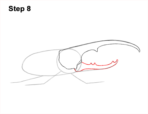 Draw a Rhinoceros Hercules Beetle Insect 8 How to Draw a Hercules Rhino Beetle Bug 8