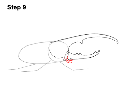 Draw a Rhinoceros Hercules Beetle Insect 9 How to Draw a Hercules Rhino Beetle Bug 9