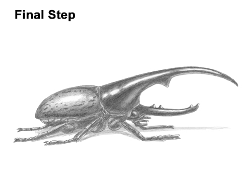 Draw a Rhinoceros Hercules Beetle Insect How to Draw a Hercules Rhino Beetle Bug