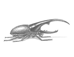 How to Draw a Beetle Hercules Rhinoceros Insect Bug