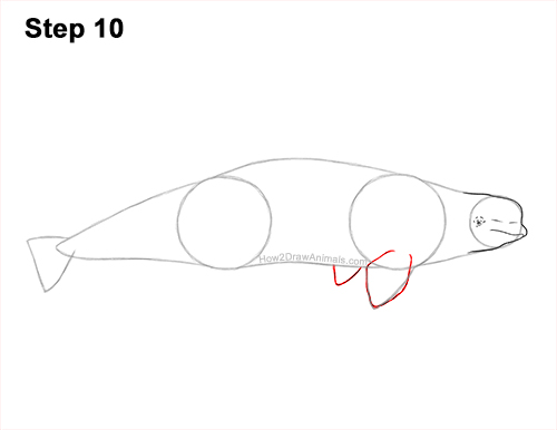 Draw a Beluga Whale 10 How to Draw a Beluga White Whale 10