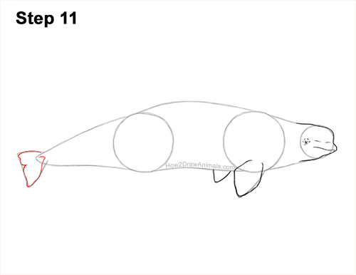 Draw a Beluga Whale 11 How to Draw a Beluga White Whale 11