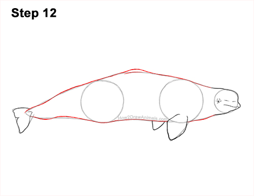 Draw a Beluga Whale 12 How to Draw a Beluga White Whale 12