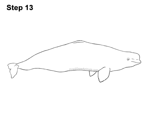 Draw a Beluga Whale 13 How to Draw a Beluga White Whale 13
