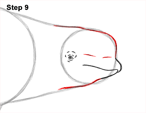 How to Draw a Beluga White Whale 9