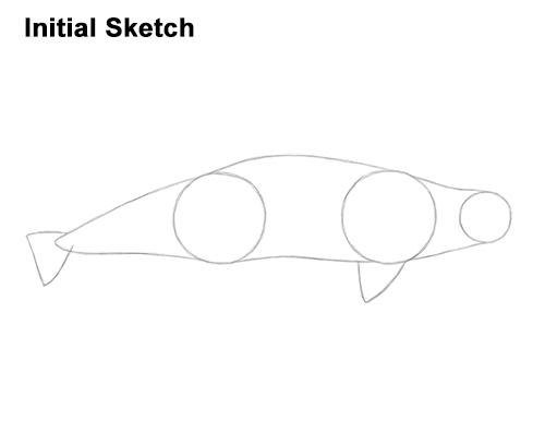 How to Draw a Beluga White Whale Guides Lines