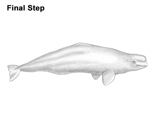 Draw a Beluga Whale How to Draw a Beluga White Whale