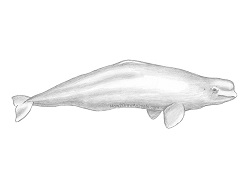 How to Draw a Beluga White Whale
