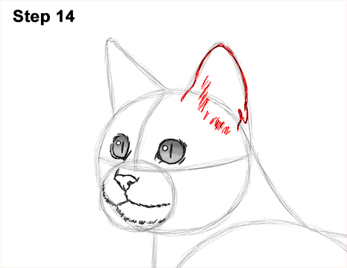 How to draw a Bengal Cat 14 How to Draw Bengal Kitten Cat Spots 14