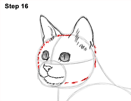 How to Draw Bengal Kitten Cat Spots 16