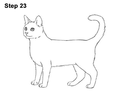 How to Draw Bengal Kitten Cat Spots 23