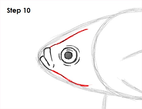 Betta Fish Drawing 10 Draw Betta Fish 10
