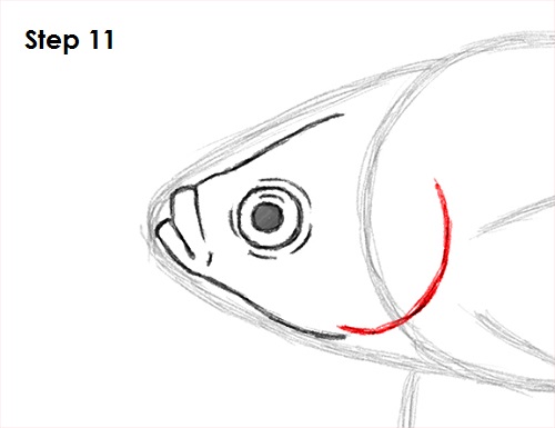 Betta Fish Drawing 11 Draw Betta Fish 11