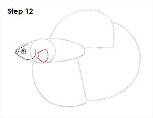 Betta Fish Drawing 12 Draw Betta Fish 12