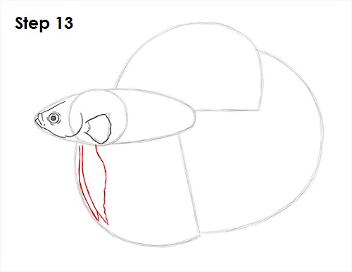 Betta Fish Drawing 13 Draw Betta Fish 13