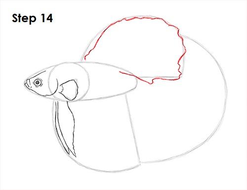 Betta Fish Drawing 14 Draw Betta Fish 14