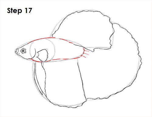 Draw Betta Fish 17