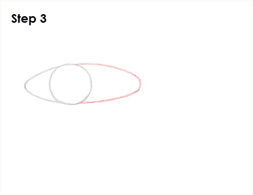 Draw Betta Fish 3