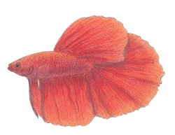 How to Draw a Betta Fish