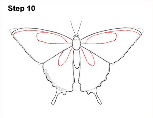 Draw a Western Swallowtail Butterfly 10 How to Draw a Yellow Eastern Tiger Swallowtail Butterfly 10