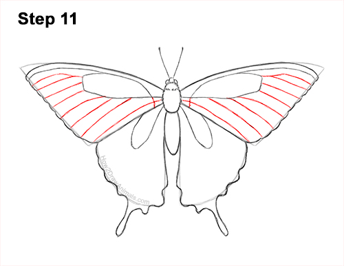 Draw a Western Swallowtail Butterfly 11 How to Draw a Yellow Eastern Tiger Swallowtail Butterfly 11