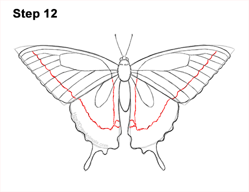 Draw a Western Swallowtail Butterfly 12 How to Draw a Yellow Eastern Tiger Swallowtail Butterfly 12