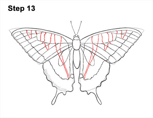 Draw a Western Swallowtail Butterfly 13 How to Draw a Yellow Eastern Tiger Swallowtail Butterfly 13