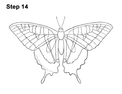 Draw a Western Swallowtail Butterfly 14 How to Draw a Yellow Eastern Tiger Swallowtail Butterfly 14