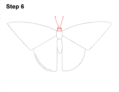 Draw a Western Swallowtail Butterfly 6 How to Draw a Yellow Eastern Tiger Swallowtail Butterfly 6