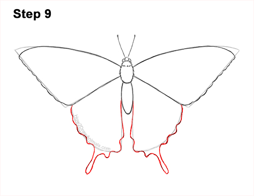 Draw a Western Swallowtail Butterfly 9 How to Draw a Yellow Eastern Tiger Swallowtail Butterfly 9
