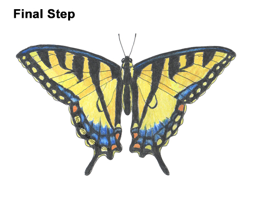 Draw a Western Swallowtail Butterfly How to Draw a Yellow Eastern Tiger Swallowtail Butterfly