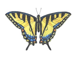 How to Draw a Tiger Swallowtail Butterfly Color