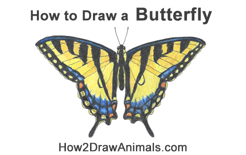 Draw a Western Swallowtail Butterfly How to Draw a Yellow Eastern Tiger Swallowtail Butterfly