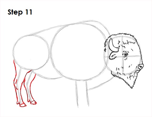 Draw Bison 11
