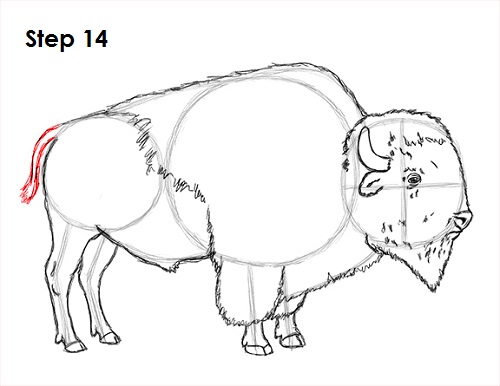 Draw Bison 14