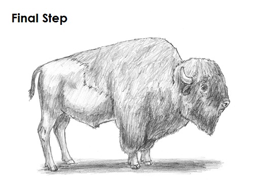 Draw Bison Final