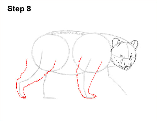 How to Draw an American Black Bear Walking Side View 8