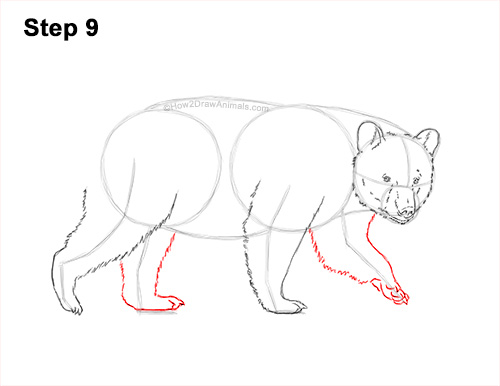 How to Draw an American Black Bear Walking Side View 9