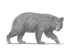How to Draw an American Black Bear Side View